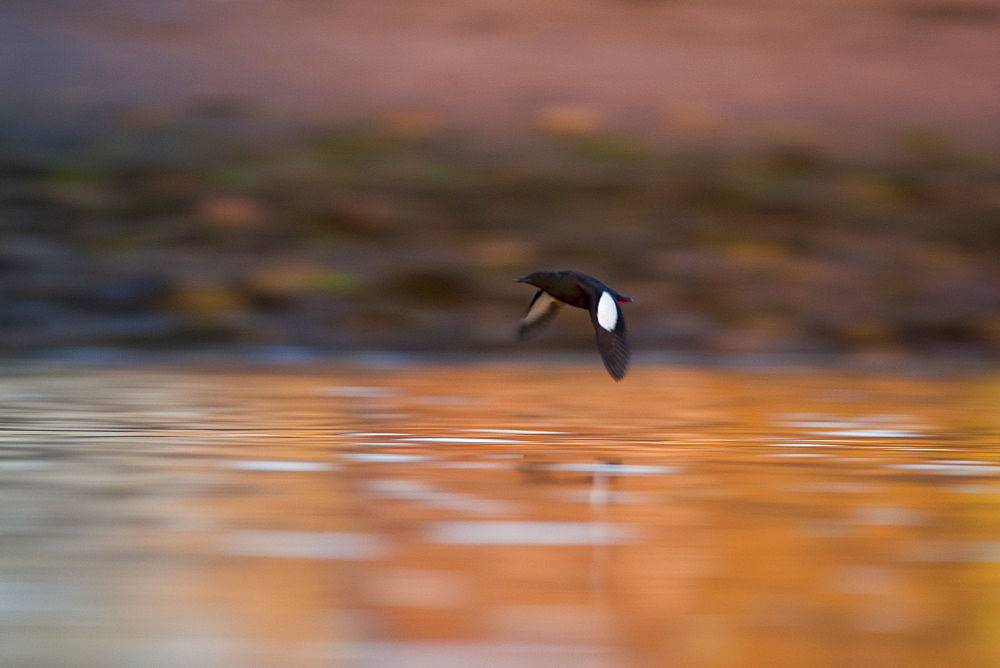 Black Guillemot (Cepphus grylle) flying over water with reflection in setting sun. Oban Bay, Argyll, Scotland, UK