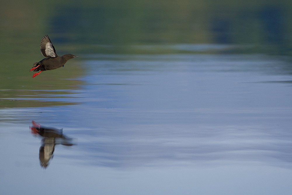 Black Guillemot (Cepphus grylle) flying over water with reflection. Oban Bay, Argyll, Scotland, UK