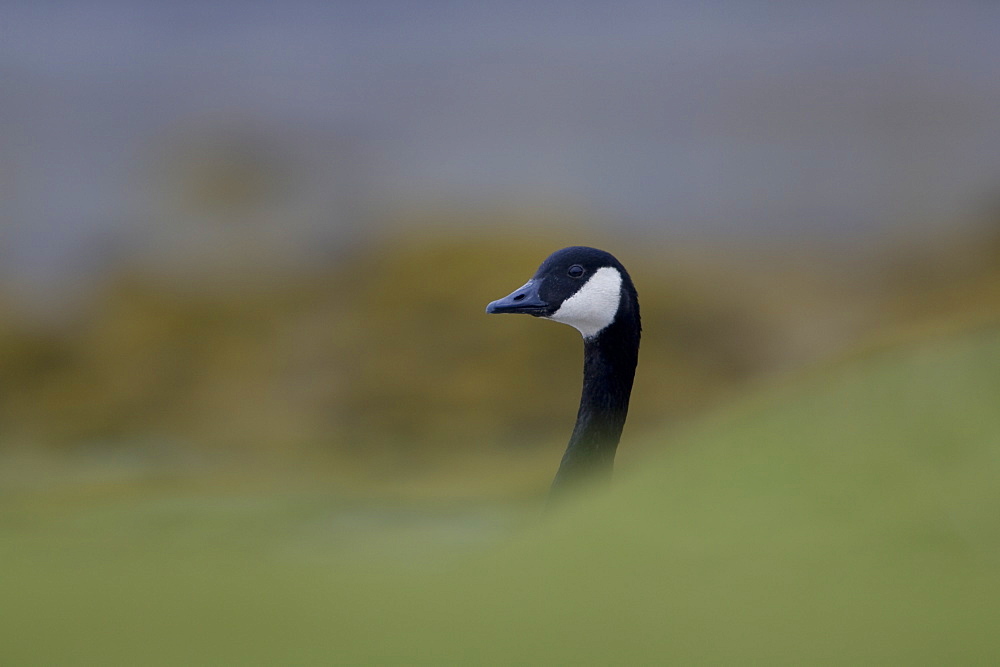 Canada Goose (Branta canadensis) head shot with body hidden by coastal  grassy knolls. Isle of Mull, Argyll and the Islands, Scotland, UK