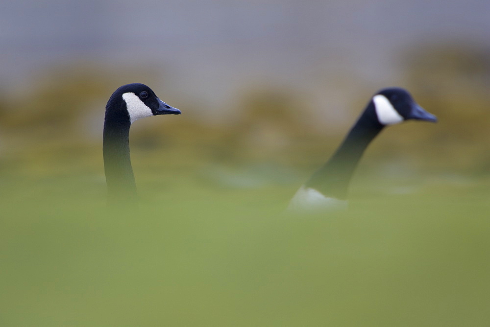 Canada Goose (Branta canadensis) head shot of two geese, with body hidden by coastal  grassy knolls. Isle of Mull, Argyll and the Islands, Scotland, UK