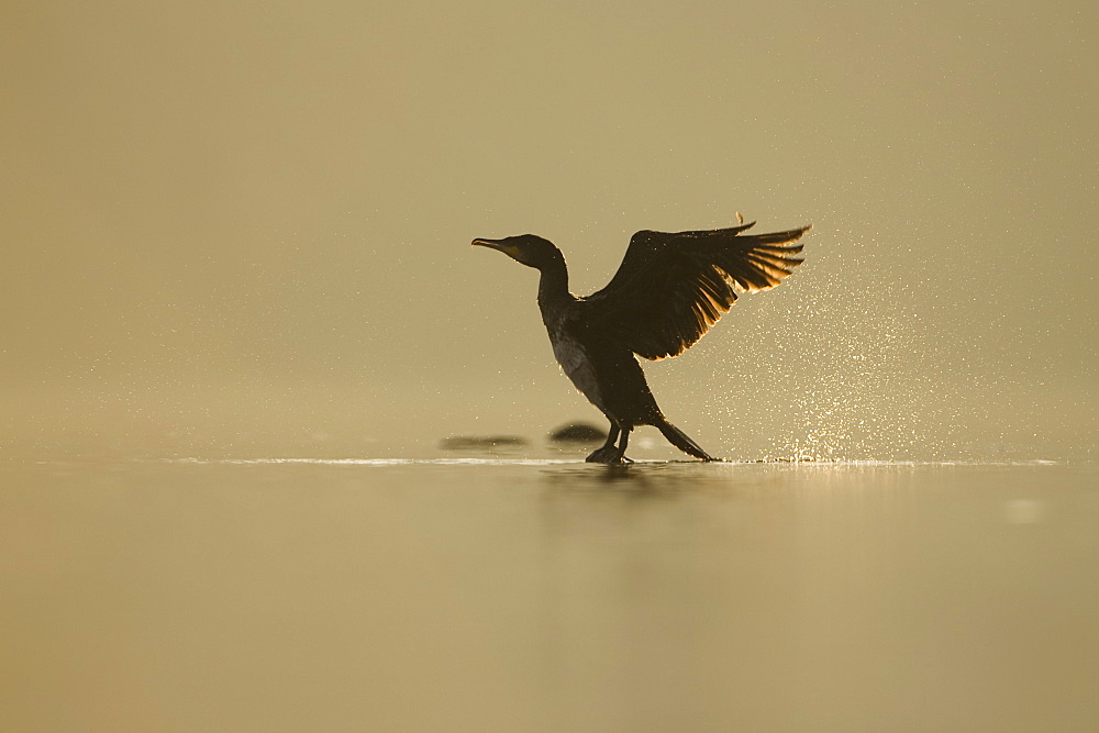 Cormorant (Phalacrocorax carbo) standing on rock with light behind drying wings, sun setting.Water spray from wings.. Kilchrenan, on the banks of Loch Awe, Argyll,, Scotland, UK