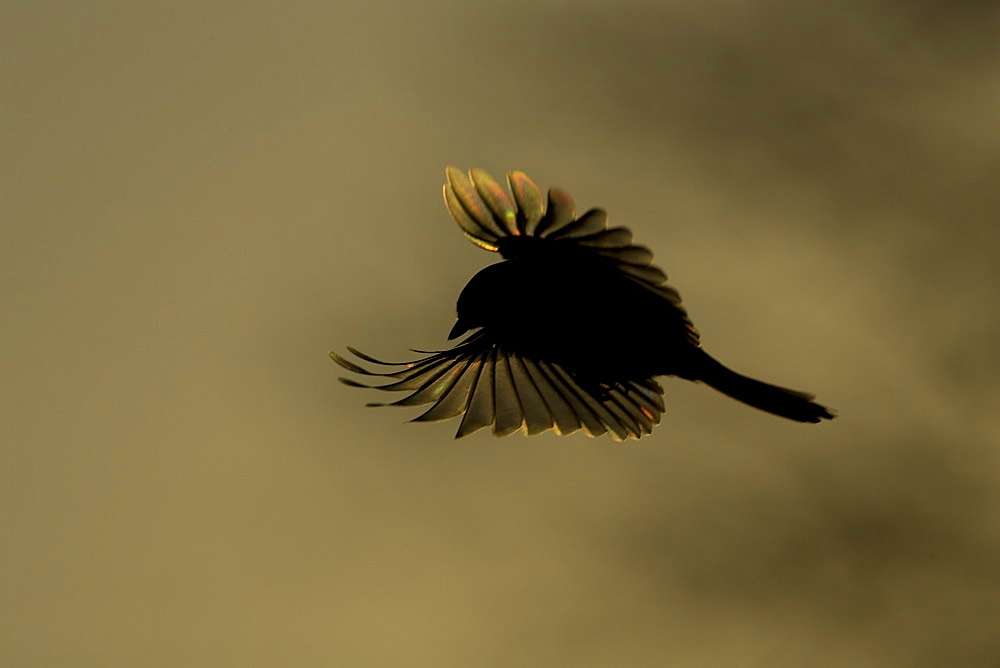 Great Tit (Parus major), capture in mid flight, silhouetted against rising sun and misty hill, wings spread and light shining through.. Kilchrenan, nr Loch Awe, Argyll, Scotland, UK