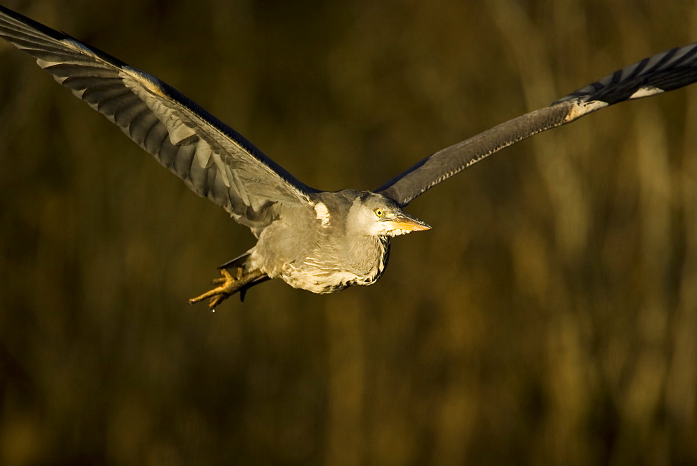 Grey Heron (Ardea cinerea), flying out of wood in early morning sunshine. Kilchrenan, on Loch Awe, Argyll, Scotland, UK