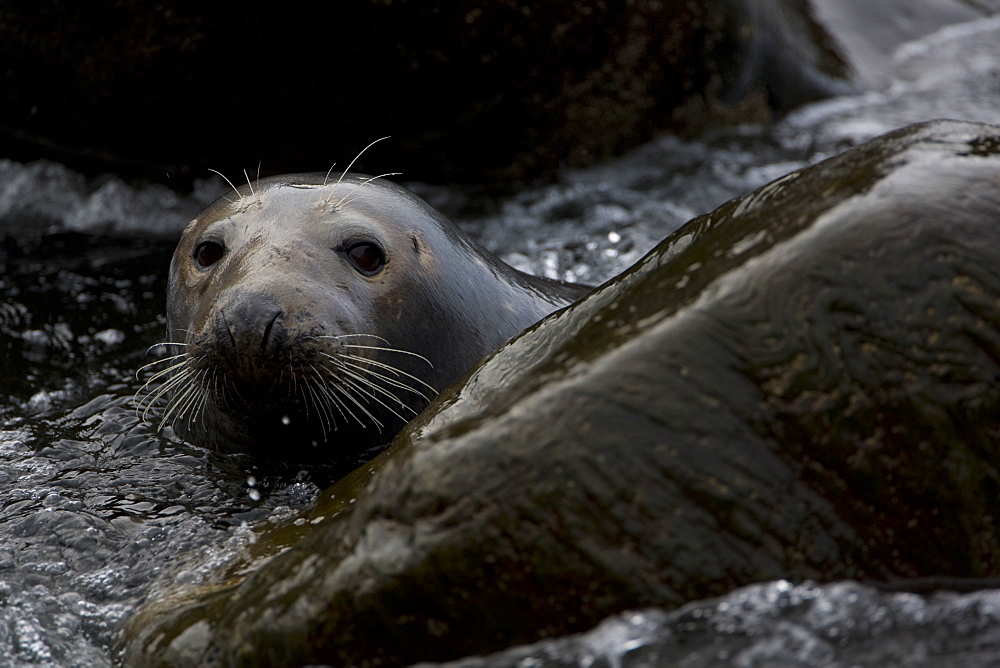 Grey Seal (Halichoerus grypus), female in surf, head just above surface of water while watching young.. Mull of Kintyre near Campbeltown, Argyll, Scotland, UK