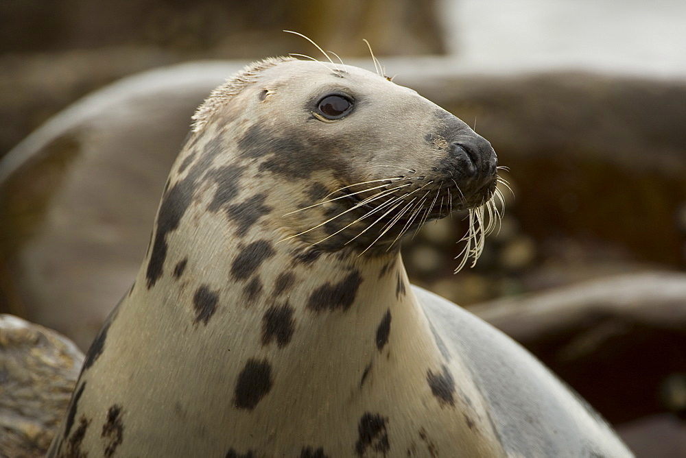 Grey Seal (Halichoerus grypus), female close up head shot with wet fur. Mull of Kintyre near Campbeltown, Argyll, Scotland, UK