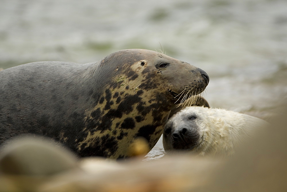 Grey Seal (Halichoerus grypus), female with pup, female is scratching pups head to induce feeding.. Mull of Kintyre near Campbeltown, Argyll, Scotland, UK