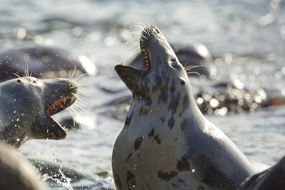 Grey Seal (Halichoerus grypus), two females fighting over territory while still in the surf.. Mull of Kintyre near Campbeltown, Argyll, Scotland, UK