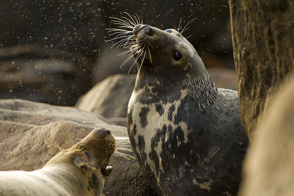 Grey Seal (Halichoerus grypus), two females fighting over territory on the beach . Mull of Kintyre near Campbeltown, Argyll, Scotland, UK