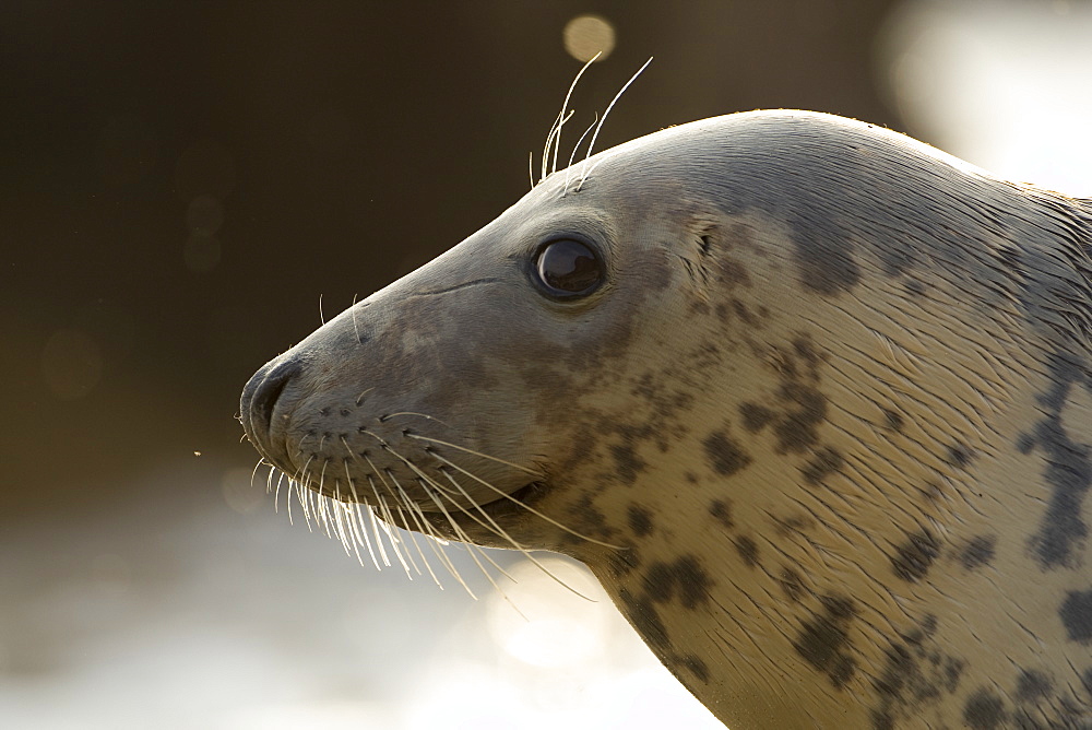 Grey Seal (Halichoerus grypus), female close up head shot with wet fur. Mull of Kintyre near Campbeltown, Argyll, Scotland, UK