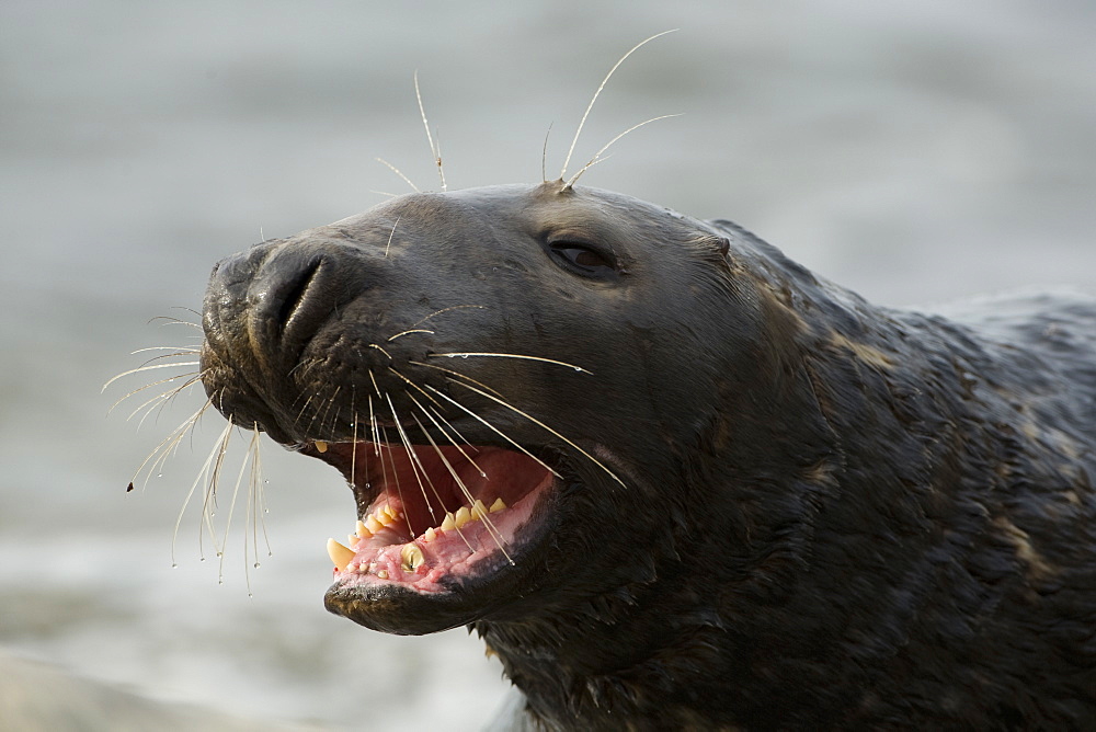 Grey Seal (Halichoerus grypus) close up head shot of bull with mouth open showing aggression. Mull of Kintyre near Campbeltown, Argyll, Scotland, UK