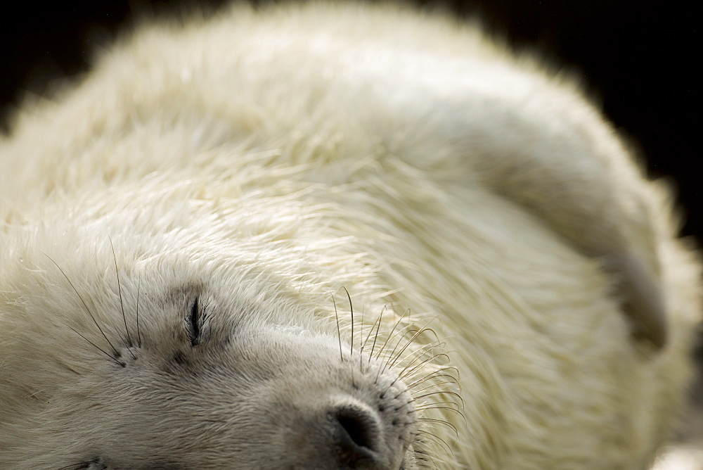 Grey Seal (Halichoerus grypus) pup portrait head shot with eyes closed, taken on rocky beach in the west coast of Scotland. Mull of Kintyre near Campbeltown, Argyll, Scotland, UK