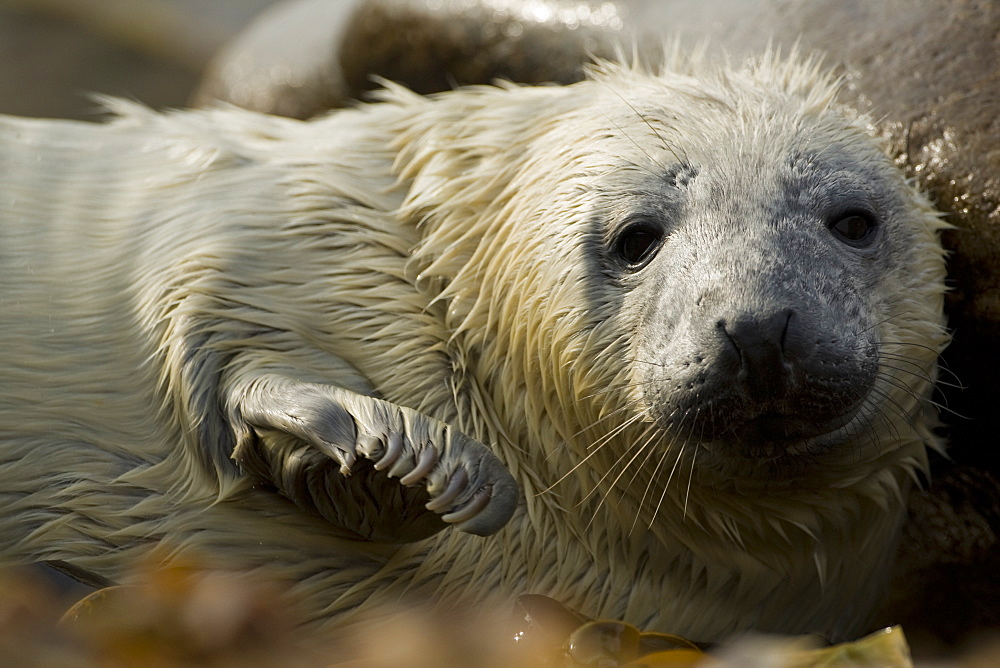 Grey Seal (Halichoerus grypus) pup portrait head shot with eyes open, taken on rocky beach in the west coast of Scotland. Mull of Kintyre near Campbeltown, Argyll, Scotland, UK