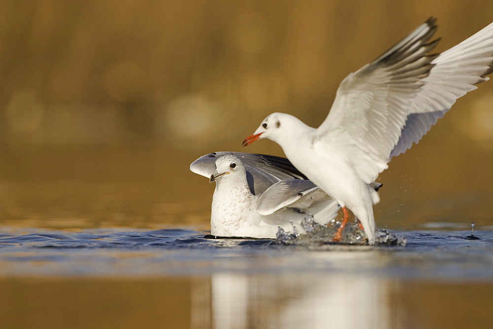 Black Headed Gull (Larus ridibundas) and Herring Gull (Larus argentatus) juvenile taking off from pond with winter plumage . Maryhill Canal, Strathclyde, Scotland, UK