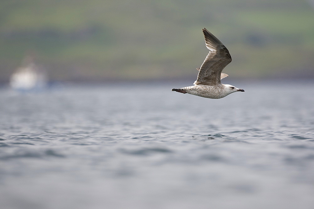 Herring Gull (Larus argentatus) flying low over waterHerring Gull (Larus argentatus) flying low over water. Oban, Argyll, Scotland, UK