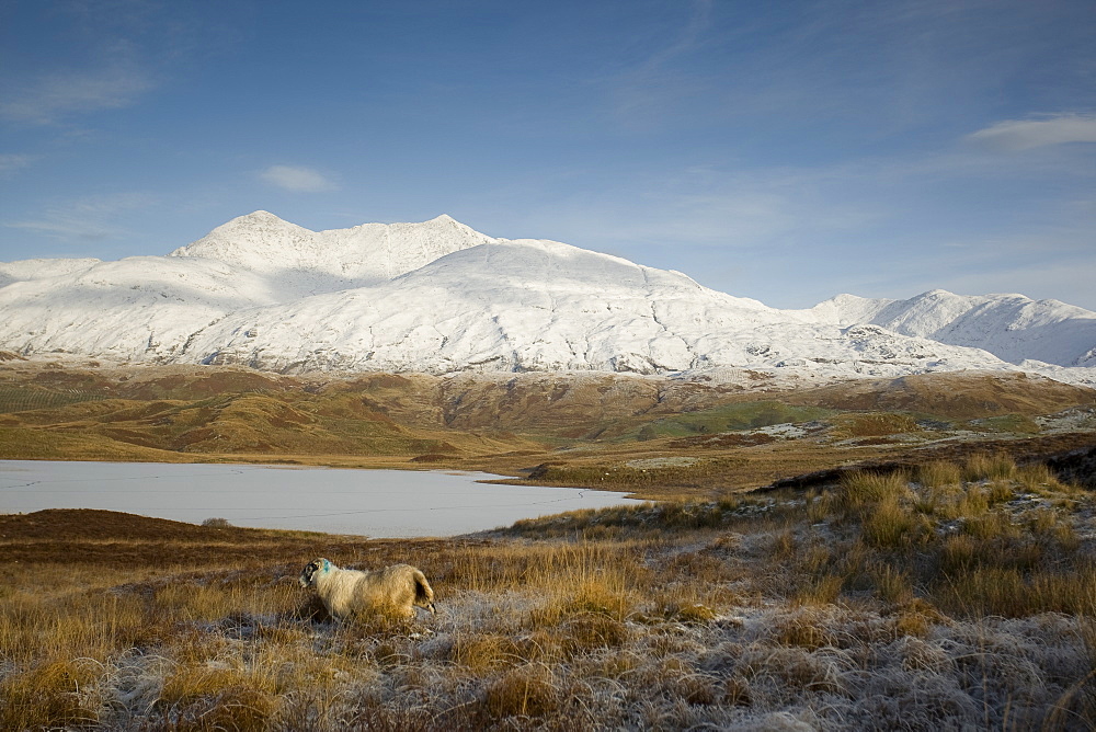 A frozen Loch Tromlee with snow capped Ben Cruachan in background and a sheep in foreground. Loch Tromlee and Ben Cruachan, Argyll, Scotland