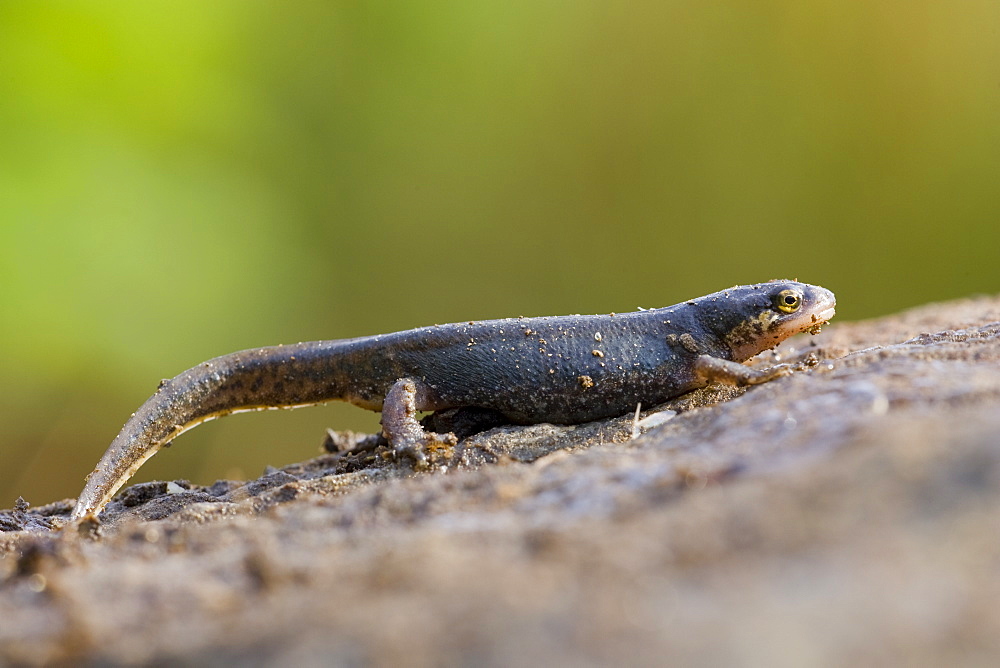 Palmate Newt (Triturus helvetica) standing on rock, full body photograph. Inverawe, nr Loch Awe, Argyll , Scotland, UK