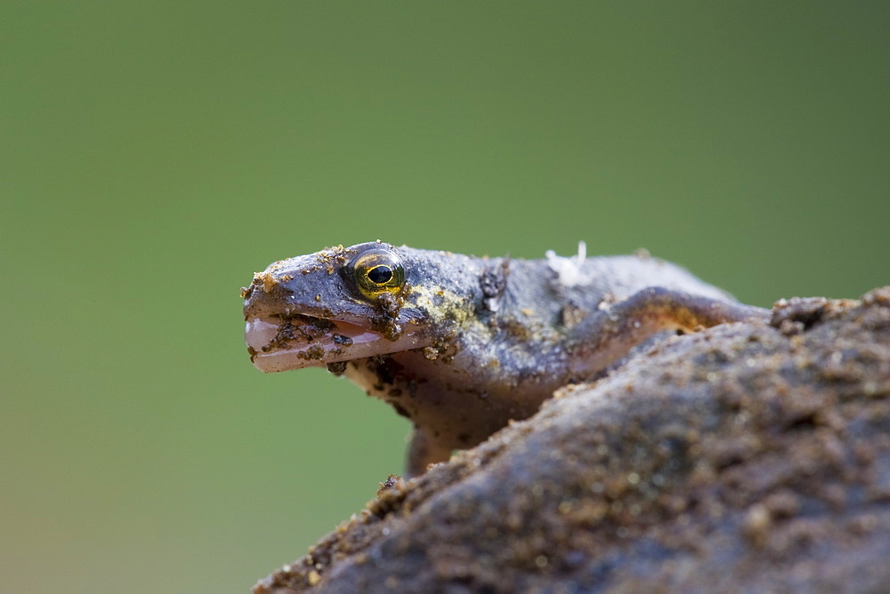 Palmate Newt (Triturus helvetica) standing on rock, close up head photograph. Inverawe, nr Loch Awe, Argyll , Scotland, UK