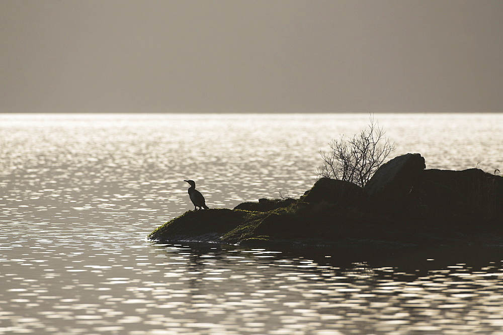 Cormorant (Phalacrocorax carbo) silhouetted against water while drying on an Island. Cormorant wings are not fully waterproof therefore they spend a lot of time on rocks, bouys etc drying off their wings..  Argyll, Scotland