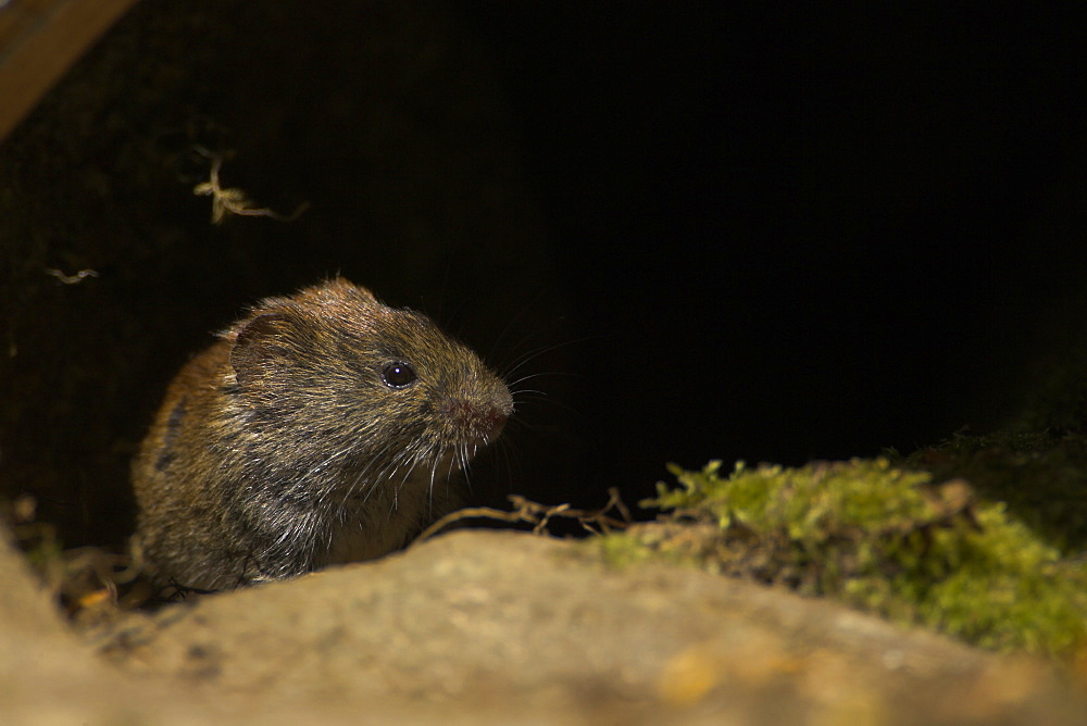 Bank Vole (Clethrionomys glareolus) coming out of a hole turning head to right. Hole is in an old wall with moss on the rocks. Argyll, Scotland