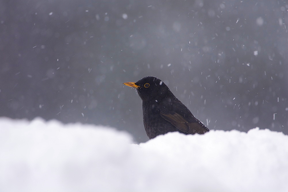 Blackbird (Turdus merula) male perched on snow. highlands, Scotland, UK