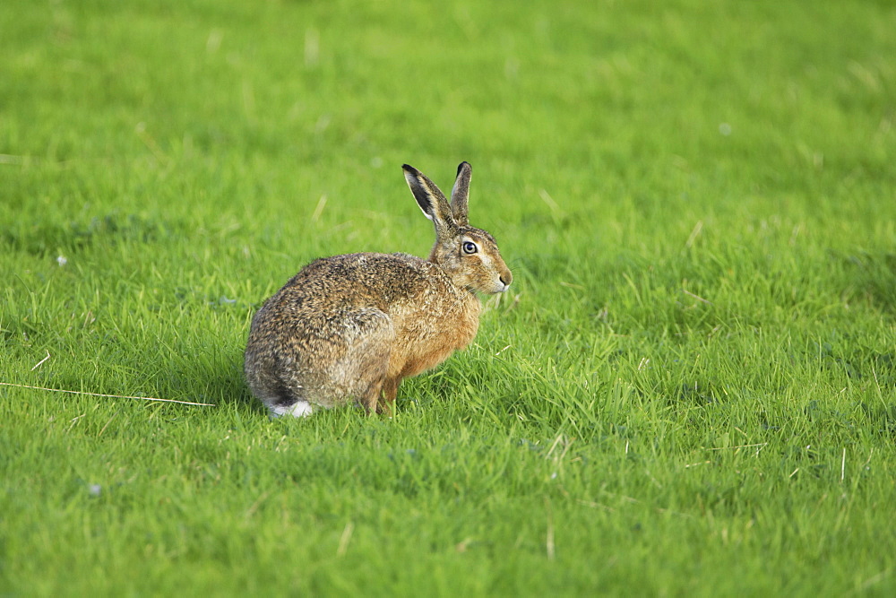 Brown Hare (Lepus capensis) resting in a grassy meadow. Argyll, Scotland, UK