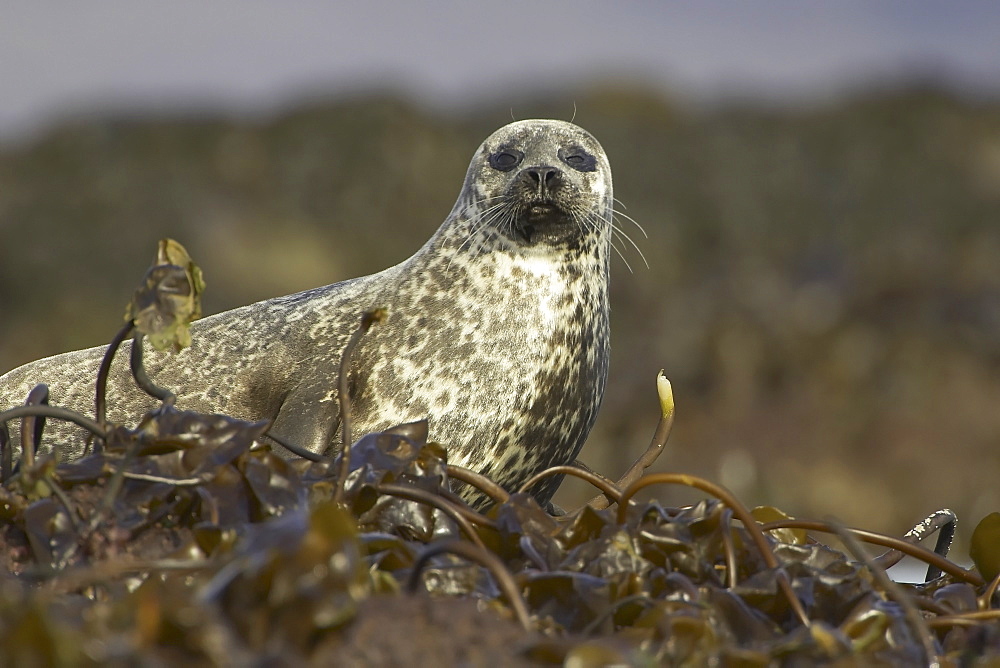 Common Seal (Phoca vitulina) in bed of seaweed on rocks. Argyll, Scotland, UK