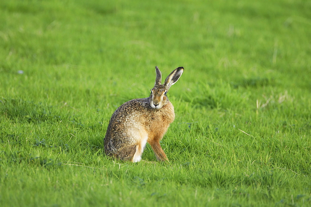 Brown Hare (Lepus capensis) cleaning fur. Argyll, Scotland, UK