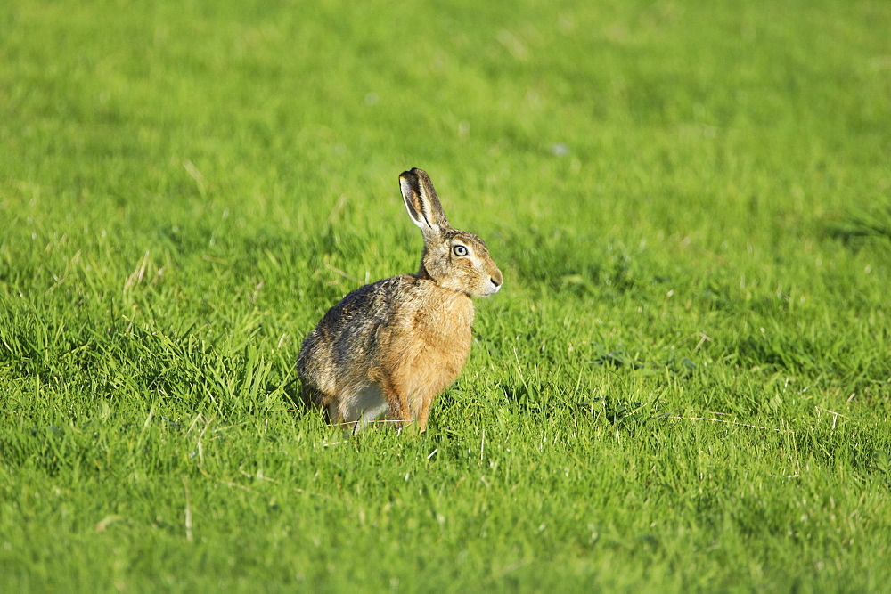 Brown Hare (Lepus capensis) resting in a grassy meadow. Argyll, Scotland, UK