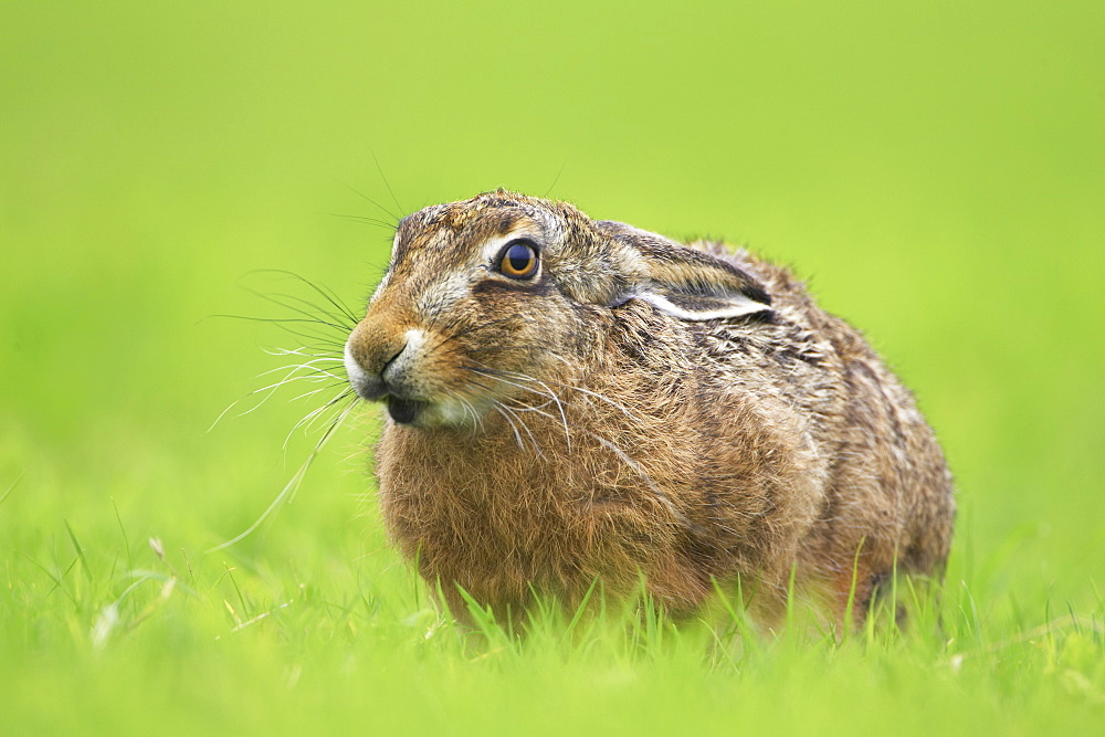 Brown Hare (Lepus capensis) eating grass in a meadow, with leaves sticking out of mouth.. Argyll, Scotland, UK