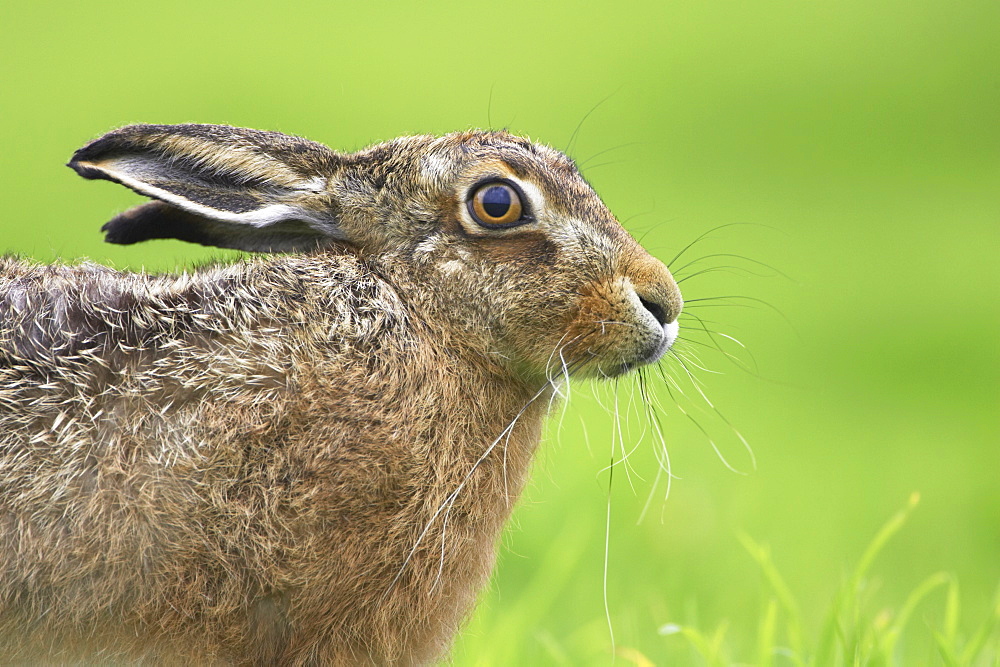 Brown Hare (Lepus capensis). Argyll, Scotland, UK