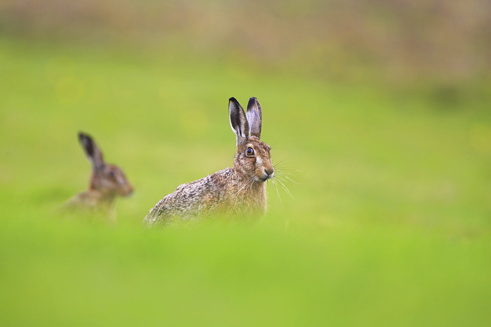 Brown Hare (Lepus capensis) resting in a grassy meadow. Argyll, Scotland, UK