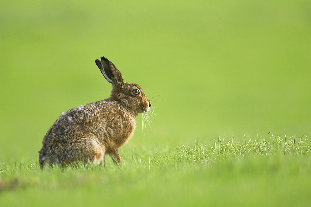 Brown Hare (Lepus capensis) eating grass in a meadow, with leaves sticking out of mouth.. Argyll, Scotland, UK