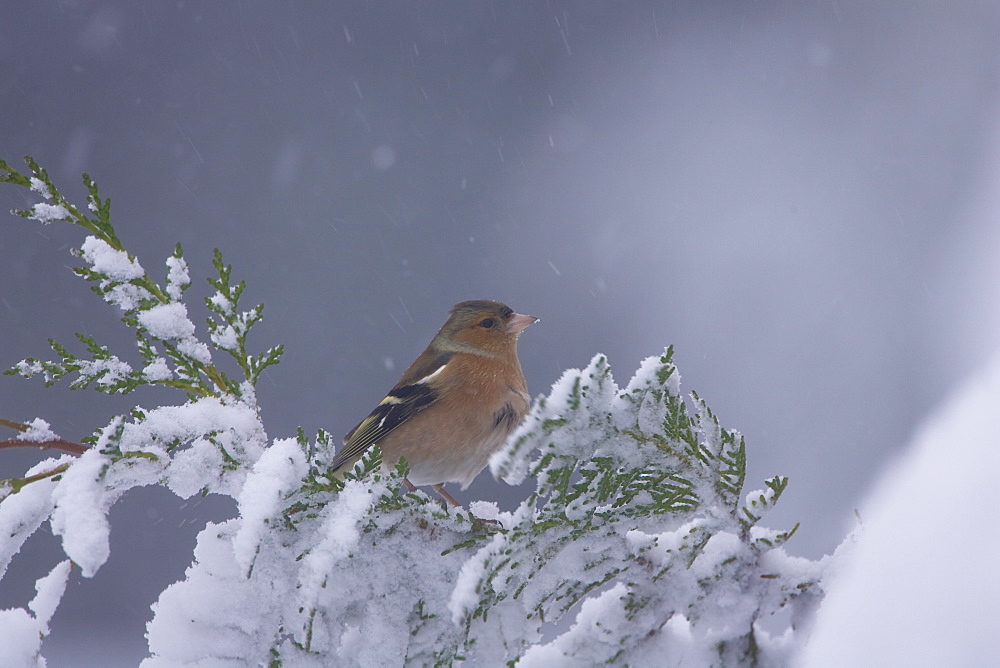 Chaffinch (Fringilla coelebs) male. highlands, Scotland, UK