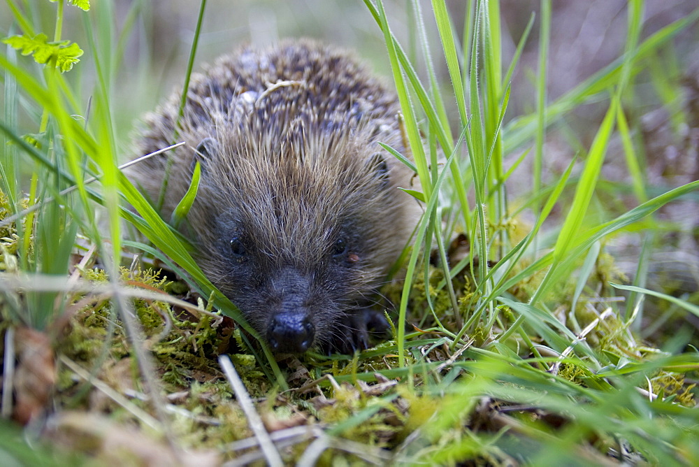 Hedgehog (Erinaceus europaeus) walking in grass . Argyll, Scotland, UK