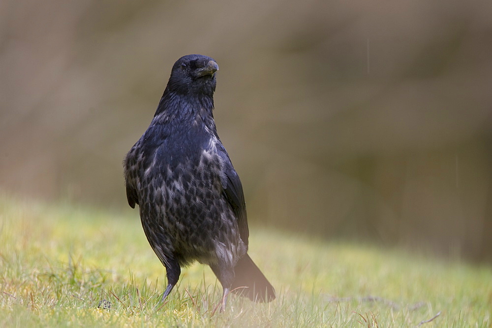 Hooded Crow (Corvus corone corone) standing on grass and moss. Argyll, Scotland, UK