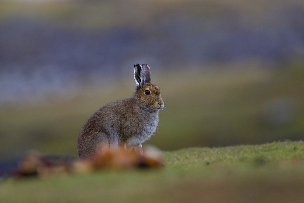 Irish Hare (Lepus timidus, sub species hibernicus) grazing on a coastal grassy knoll. Argyll and the Islands, Scotland, UK