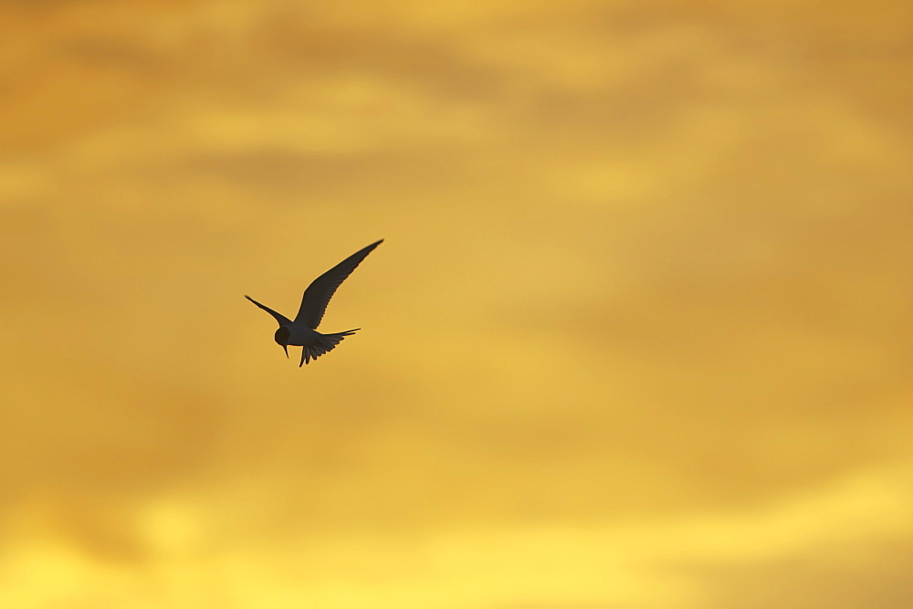 Arctic Tern (Sterna paradisaea) flying silhouetted against orange early morning sky. Soroby, Argyll,, Scotland, UK