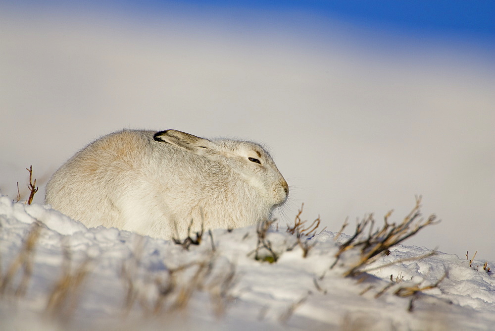 Mountain Hare (Lepus timidus) lying in snow with heather poking through snow, eyes closed. highlands, Scotland, UK