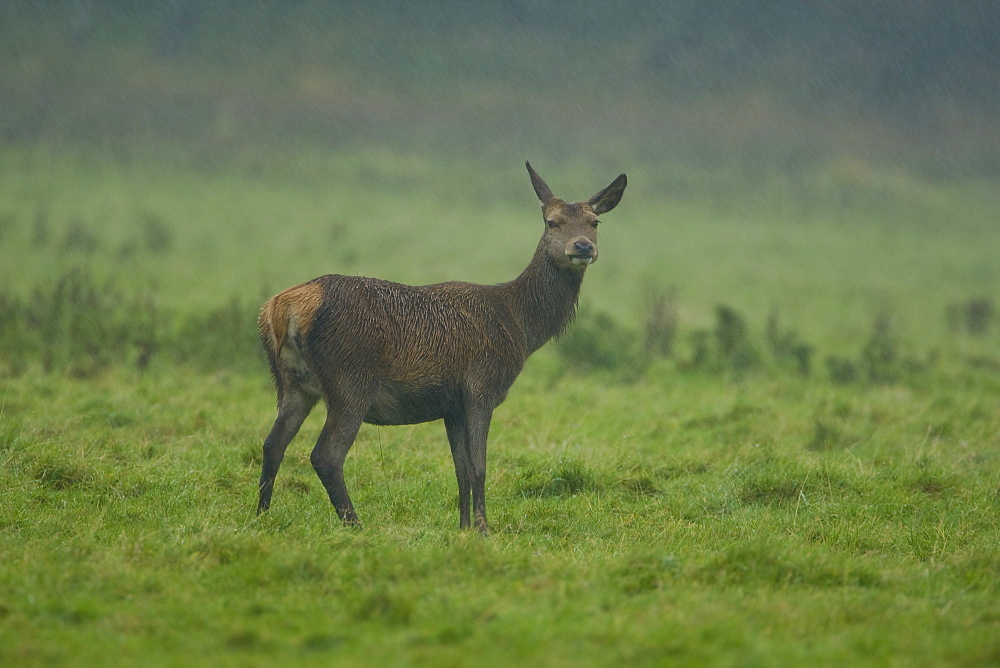 Red Deer (Cervus elaphus) head on shot of hind in rain. Isle of Mull, Argyll, Scotland, UK