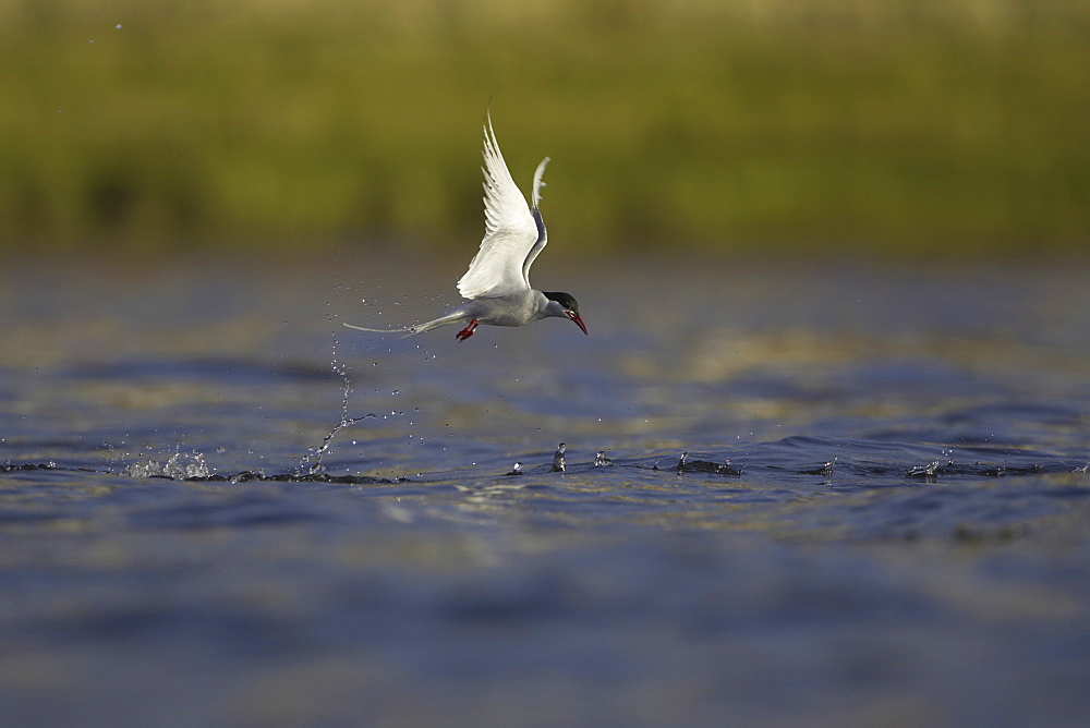 Arctic Tern (Sterna paradisaea) emerging from water after a dive attempting to catch a fish while fishing in Oban town centre. Oban, Argyll, Scotland, UK