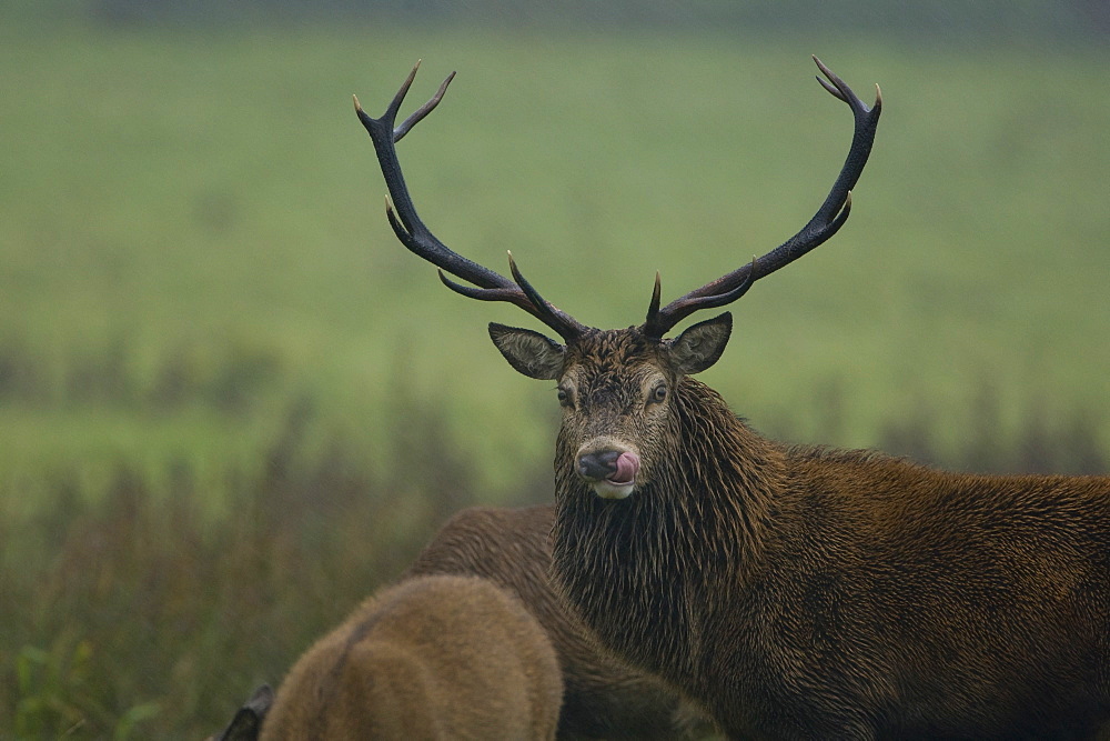 Red Deer (Cervus elaphus) stag standing in heavy rain with females, tongue lolling out tasting hind's scent and wetting nose for better sense of smell. Isle of Mull, Argyll, Scotland, UK