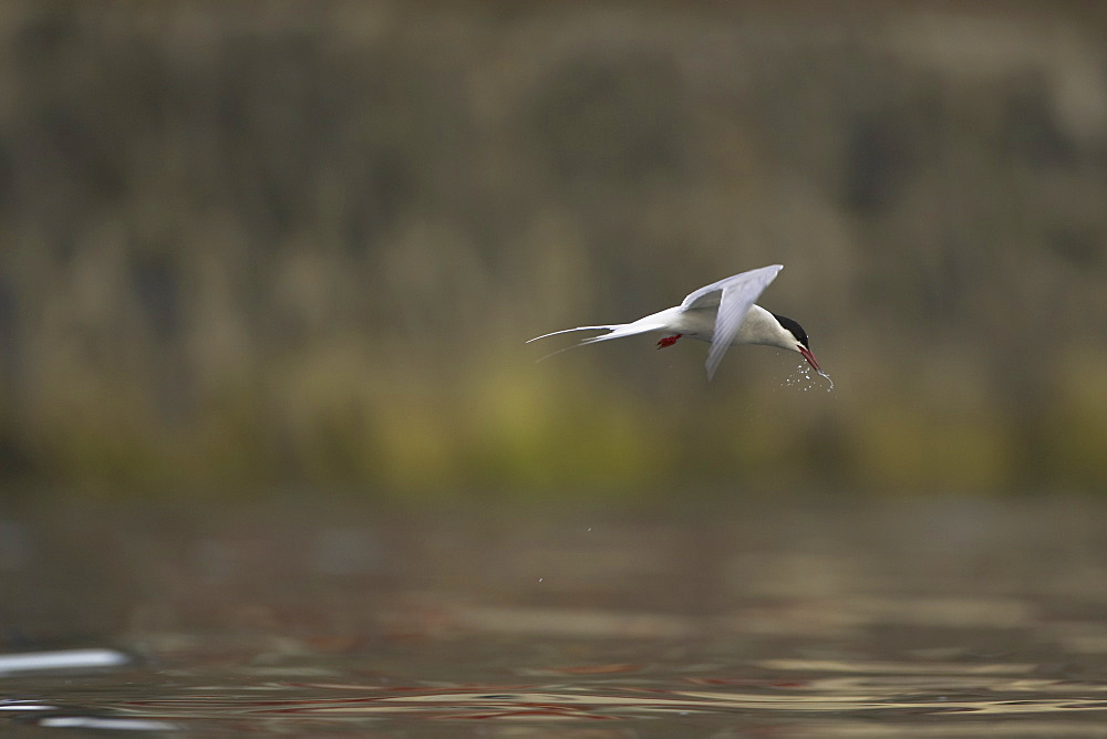 Arctic Tern (Sterna paradisaea) flying  in Oban town centre with fish in mouth. Oban, Argyll, Scotland, UK