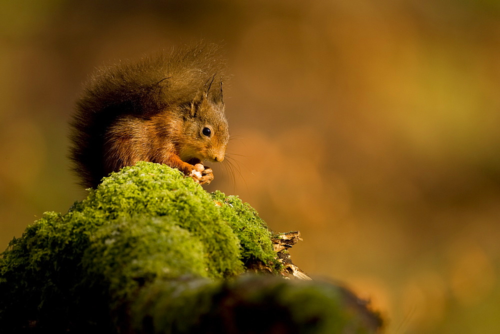 Red Squirrel (Sciurus vulgaris) sitting on mossy branch eating nut. Loch Awe, nr Oban, Scotland, UK