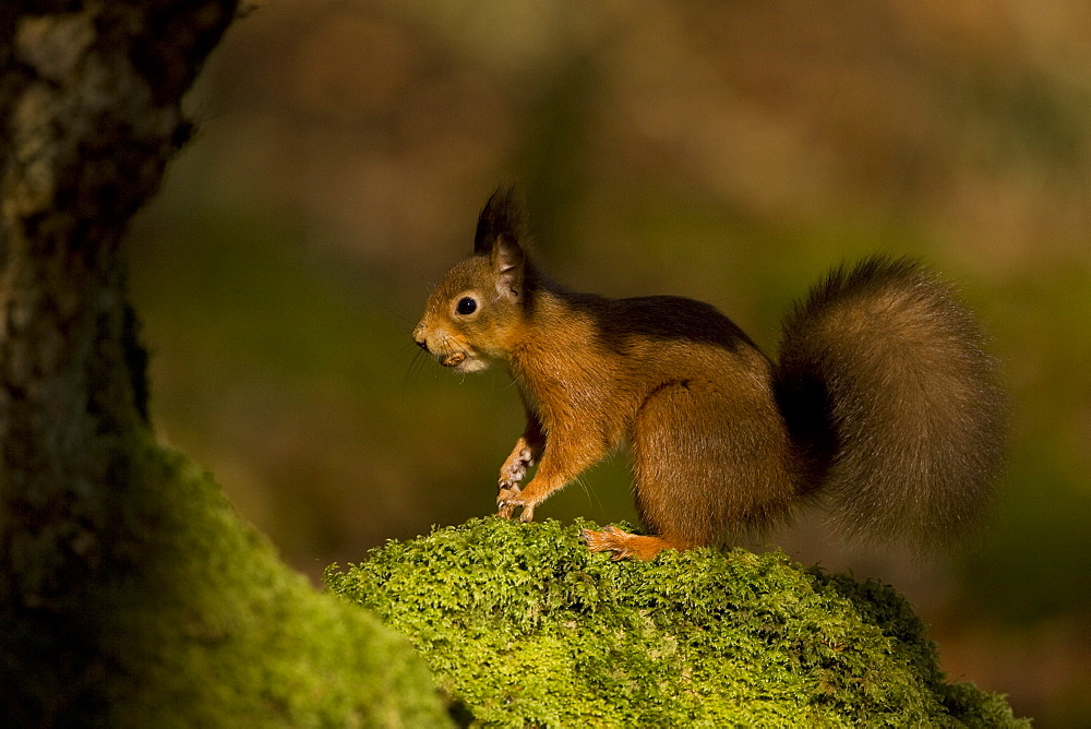 Red Squirrel (Sciurus vulgaris) standing on mossy knoll. Loch Awe, nr Oban, Scotland, UK