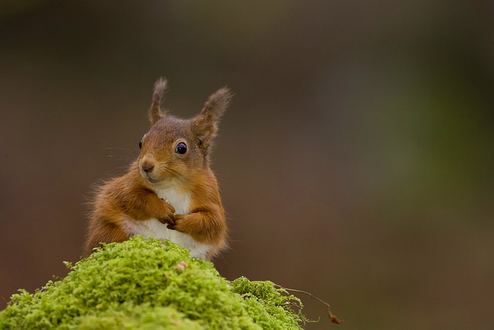 Red Squirrel (Sciurus vulgaris) sitting on mossy branch. Loch Awe, nr Oban, Scotland, UK