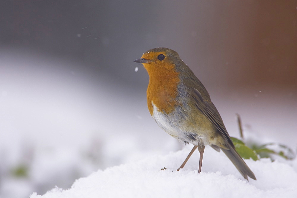 Robin (Erithacus rubecula) perched on a leaf covered in snow. highlands, Scotland, UK