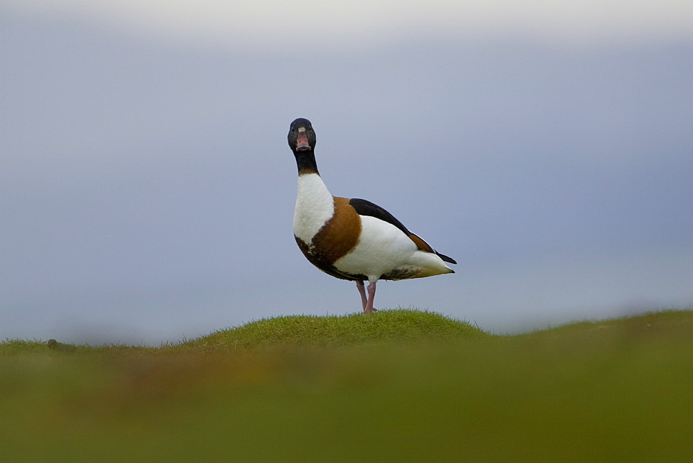 Shelduck (Tadorna tadorna) standing on coastal grassy knoll with faint outline of moutains in the background. Argyll and the Islands, Scotland, UK