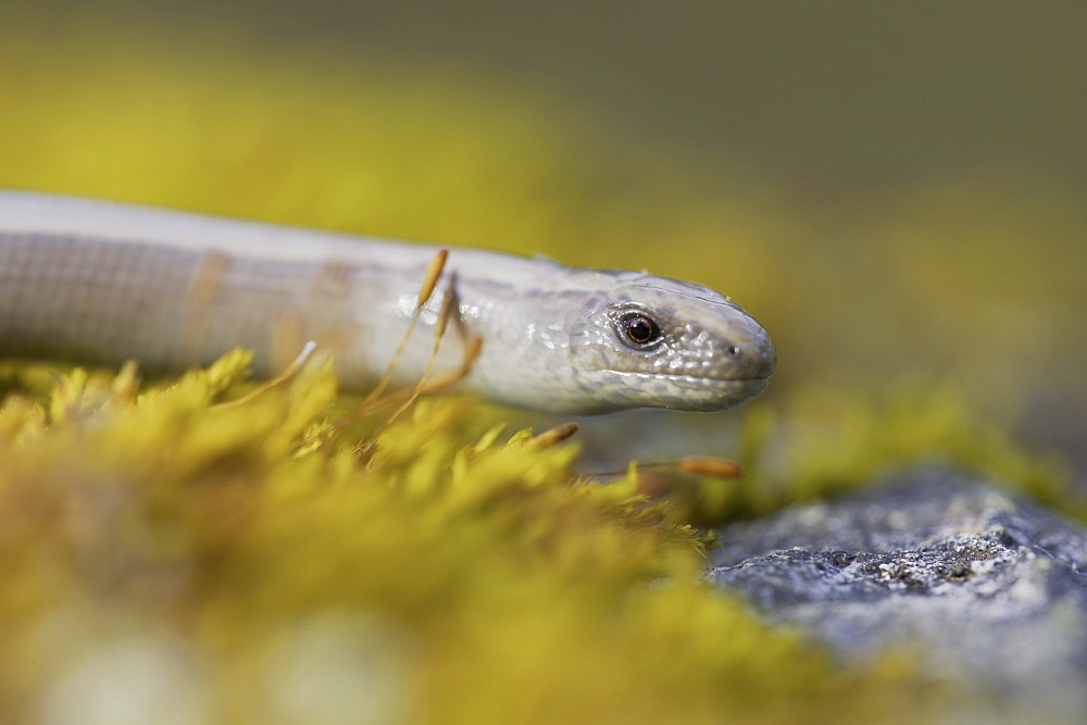 Slow Worm (Anguis fragilis) amongst moss on a rock. Argyll, Scotland, UK