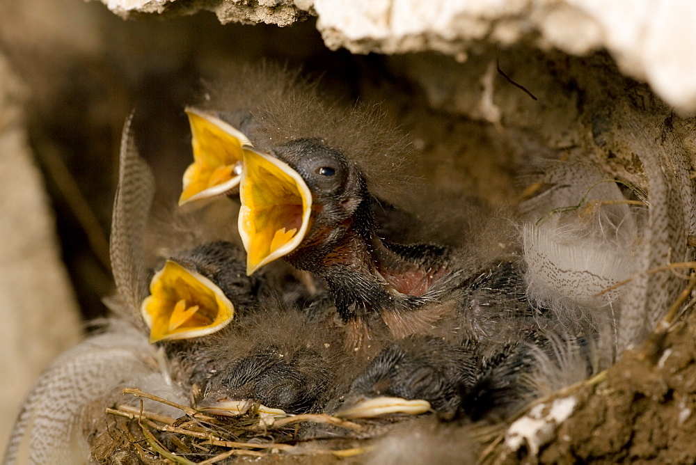 Swallow (Hirundo rustica) chicks in nest, begging for food. Loch Awe, nr Oban, Scotland, UK