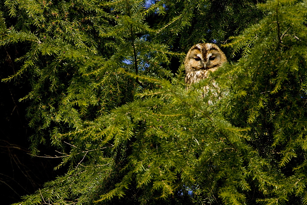 Tawny Owl (Strix aluco) perched in a pine tree. Loch Awe, nr Oban, Scotland, UK